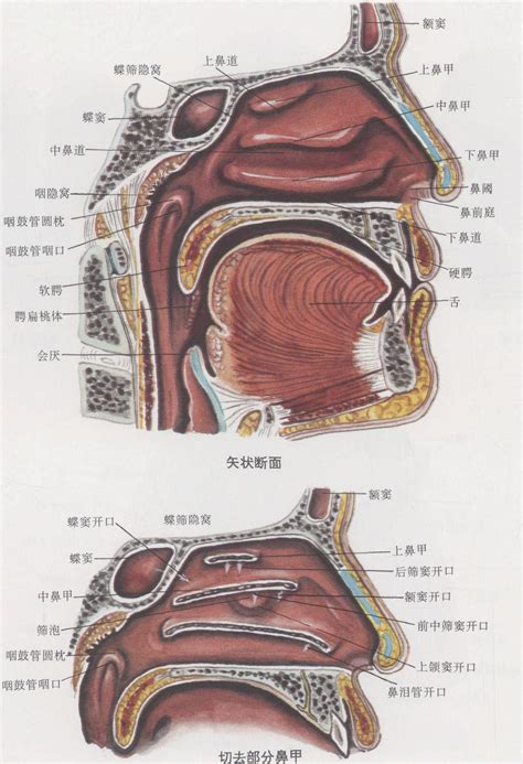 鼻子嘴巴中間|鼻子和口腔连接示意图